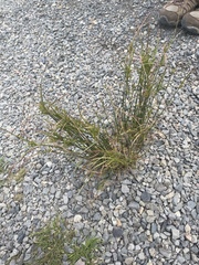 Juncus tenuis