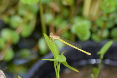Ceriagrion melanurum