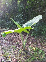 Alocasia
