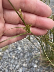 Juncus tenuis