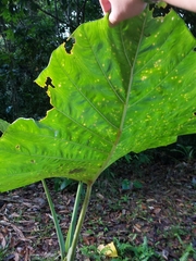 Alocasia