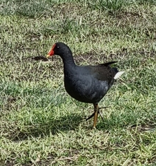 Gallinula tenebrosa