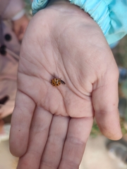 Harmonia axyridis