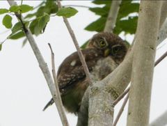 Glaucidium peruanum