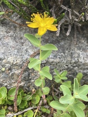 Hypericum