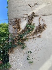 Hedera