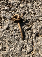 Anguis fragilis