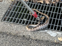 Protobothrops mucrosquamatus