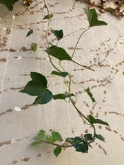 Hedera