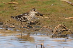 Calidris falcinellus