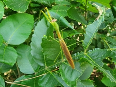 Tenodera angustipennis