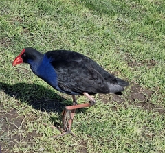 Porphyrio melanotus
