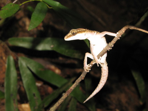 Northern Madagascar Leaf-toed Gecko