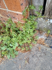 Galium aparine
