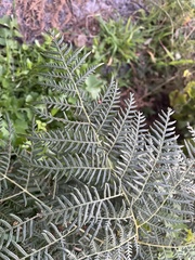 Pteridium esculentum