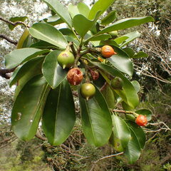 Fagraea berteroana