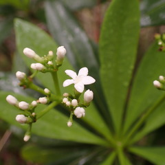 Rauvolfia