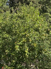 Malus sylvestris
