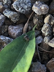 Habronattus pyrrithrix