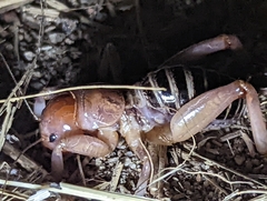 Ammopelmatus