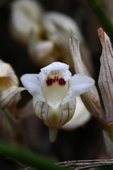 Acanthophippium striatum
