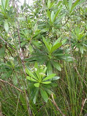 Rauvolfia