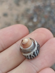 Bembicium nanum