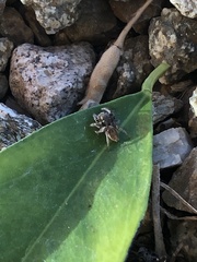 Habronattus pyrrithrix