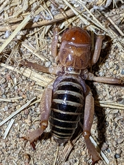 Ammopelmatus