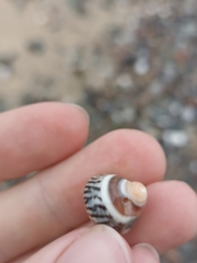 Bembicium nanum