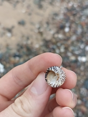 Bembicium nanum