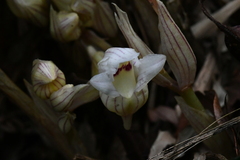 Acanthophippium striatum