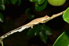 Diploderma swinhonis