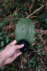 Acanthophippium striatum