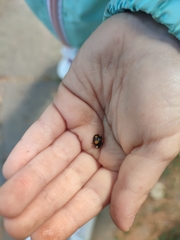 Harmonia axyridis