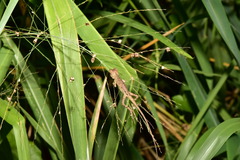 Diploderma swinhonis