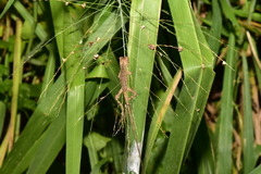 Diploderma swinhonis