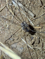 Leuronychus pacificus