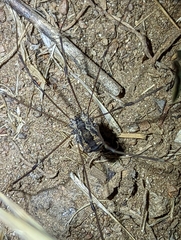 Leuronychus pacificus