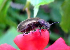 Lagria villosa