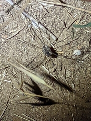 Leuronychus pacificus