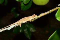 Diploderma swinhonis