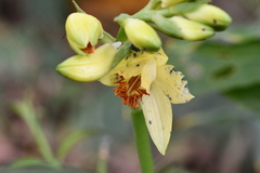 Phaius flavus