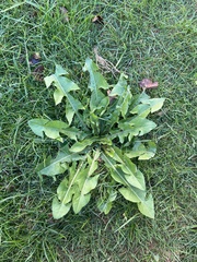 Taraxacum officinale