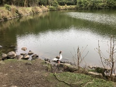 Anser anser domesticus