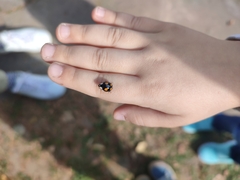 Harmonia axyridis
