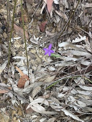 Glossodia minor
