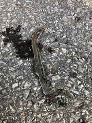 Anguis fragilis