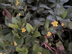 Goodenia ovata