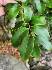 Castanopsis eyrei